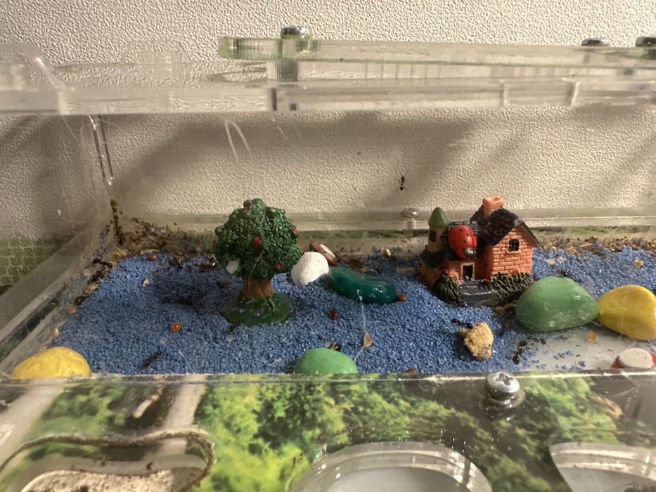 Ферма муравьиная