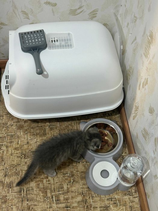 Шотландская вислоухо