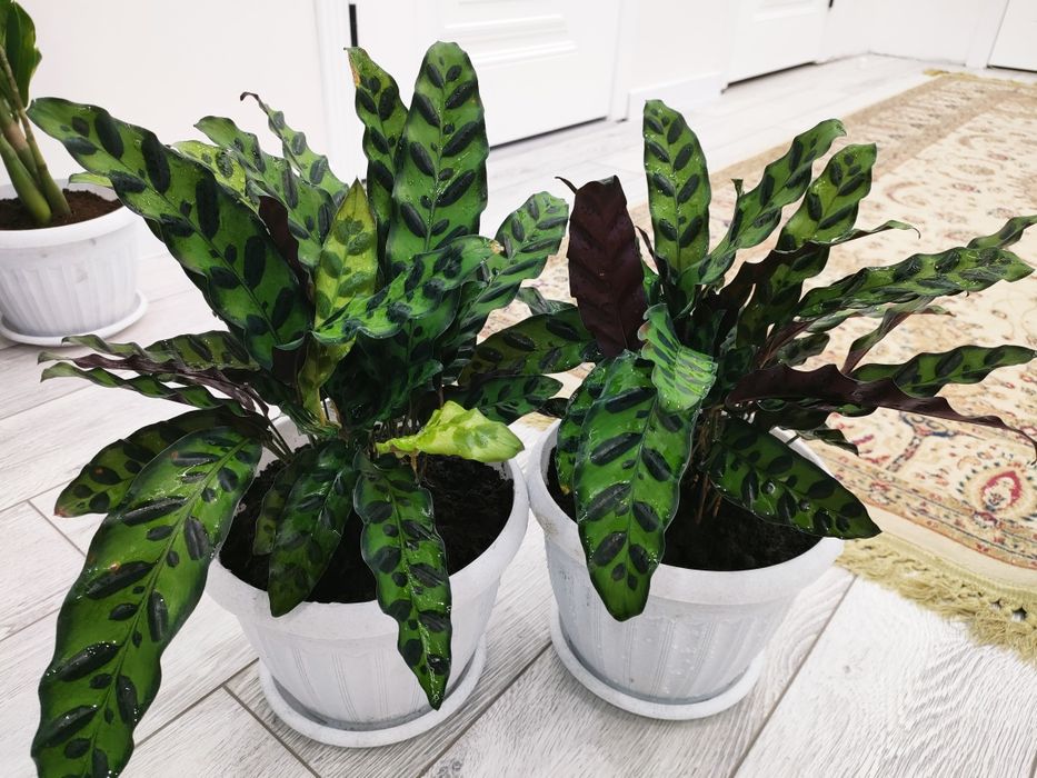 Комнатные растения, доставка