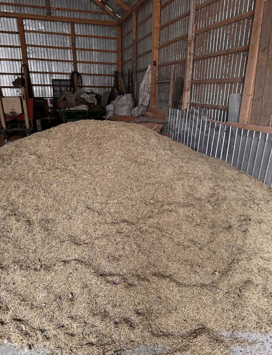 Ovaz de vanzare (cereale)