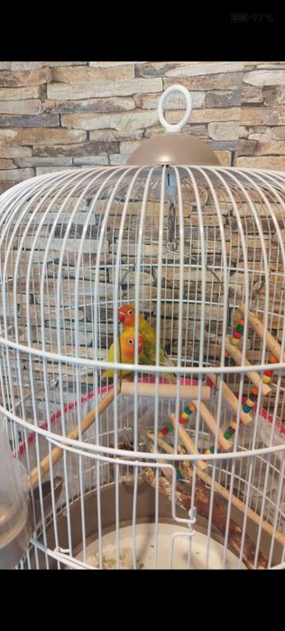 Agapornis , pasarea iubirii