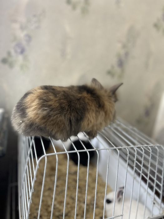 Кролики пушистые красивые