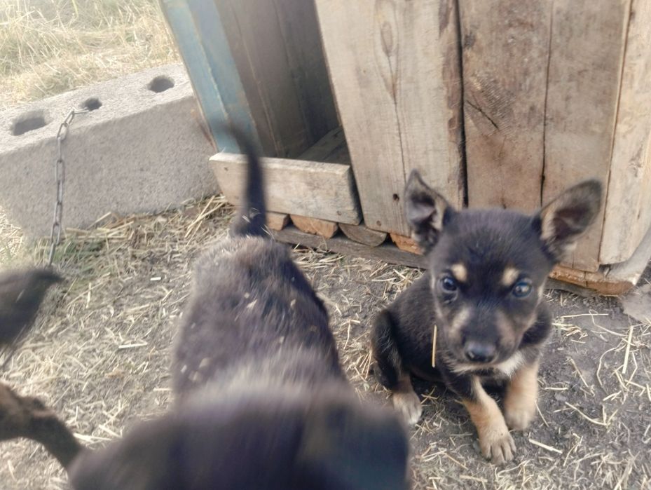 Отдам добрым людям милых щенят
