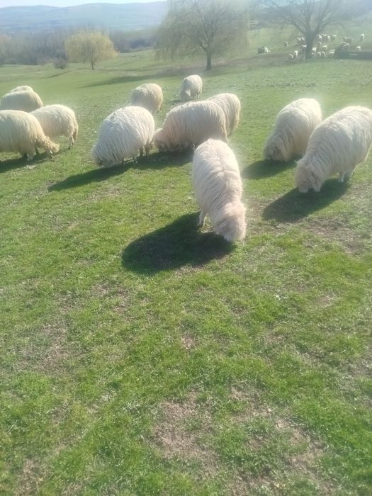 Noatine bune de prăsilă