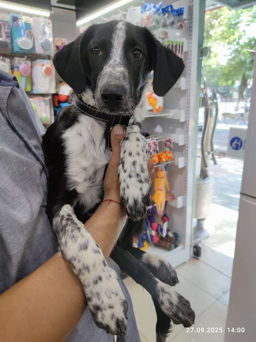 Отдаётся щенок Нюша в ответственные руки!