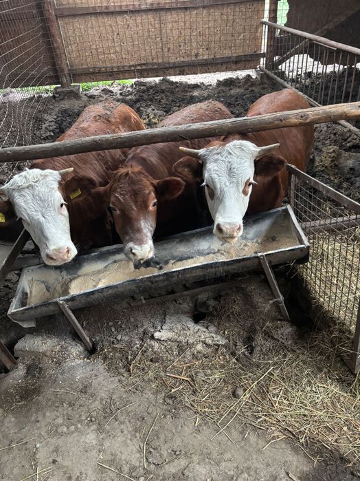 Vând viței bălțați și angus