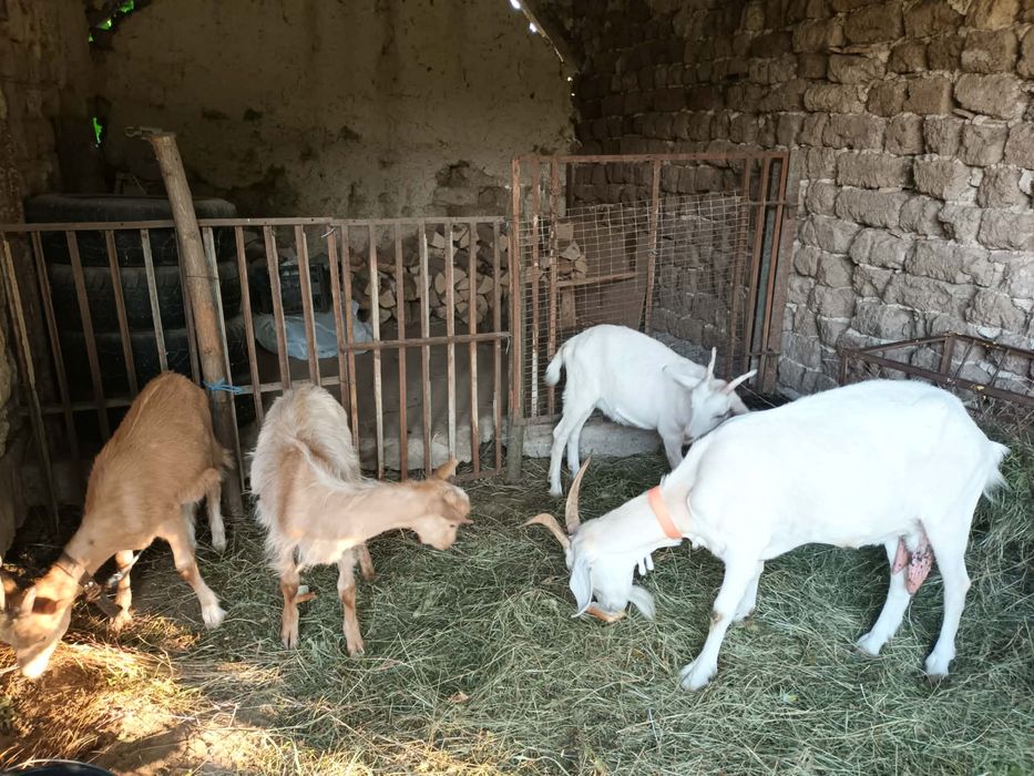 Продавам 1 коза с 3 ярета
