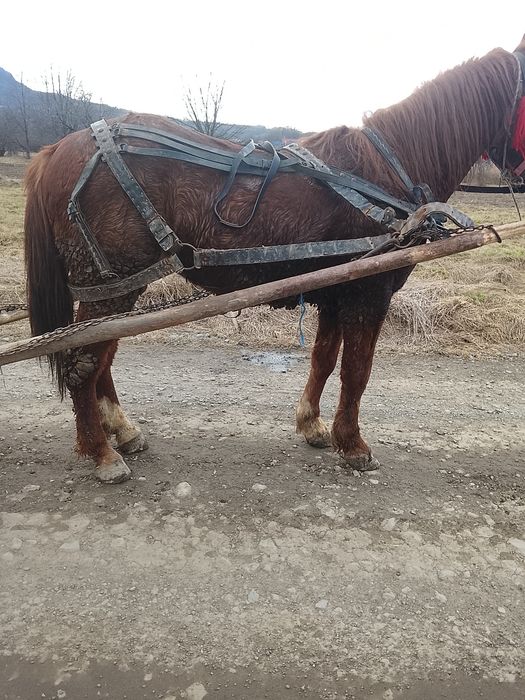 Vând mânz armăsar