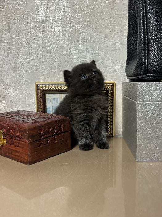Милый котёнок в добрые руки