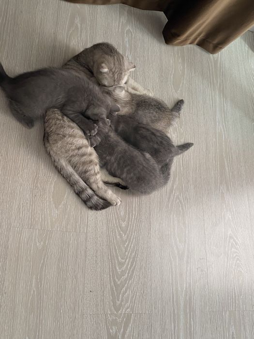 Шатланцкй британец