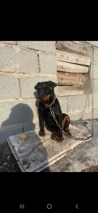 Продаётся Ягдтерьер