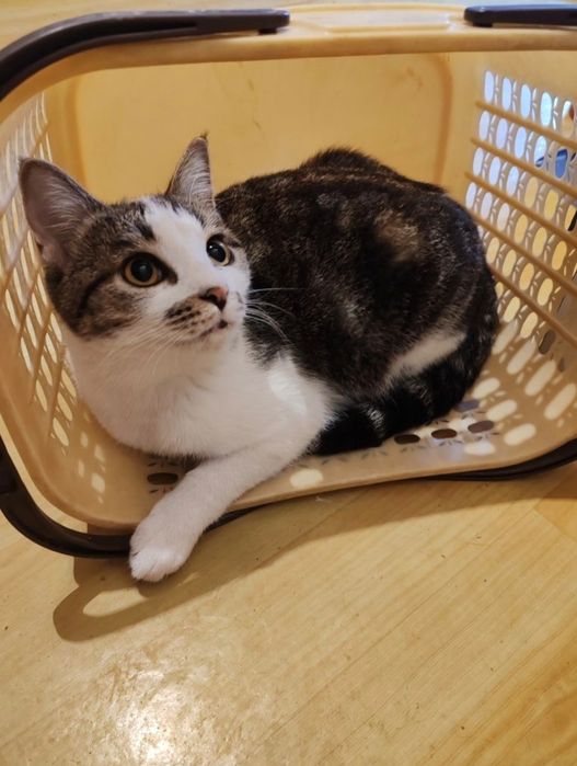 Домашняя кошка в хорошие руки