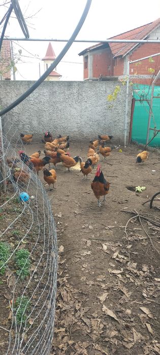 Vând cocoși din rasa Vorverk