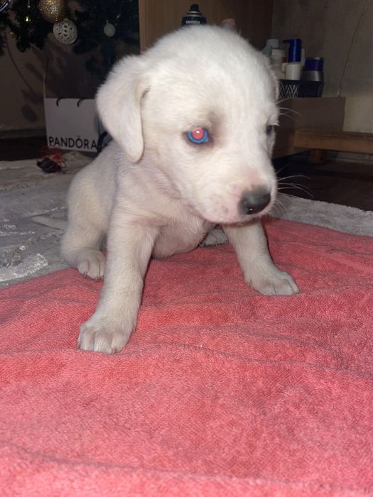 Donez caini corcitura amstaff cu husky