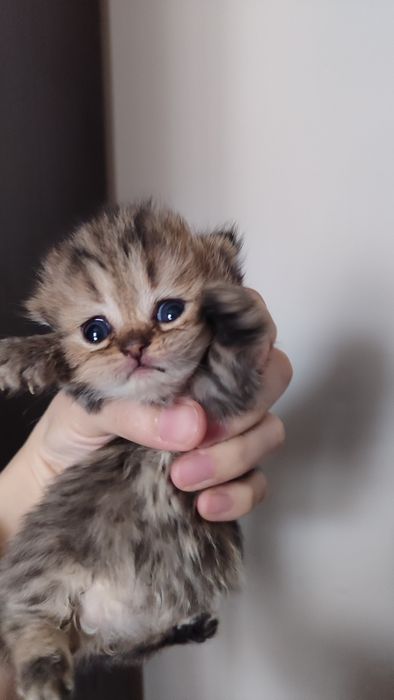Skottish fold, продаётся срочно