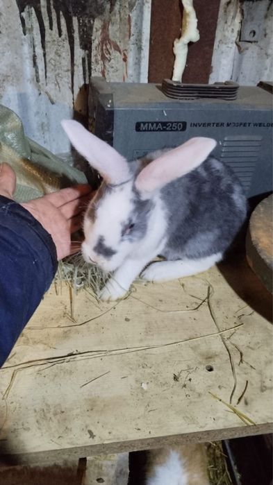 Продам кроликов породы баран