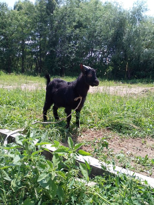 vând țap din capra ciula