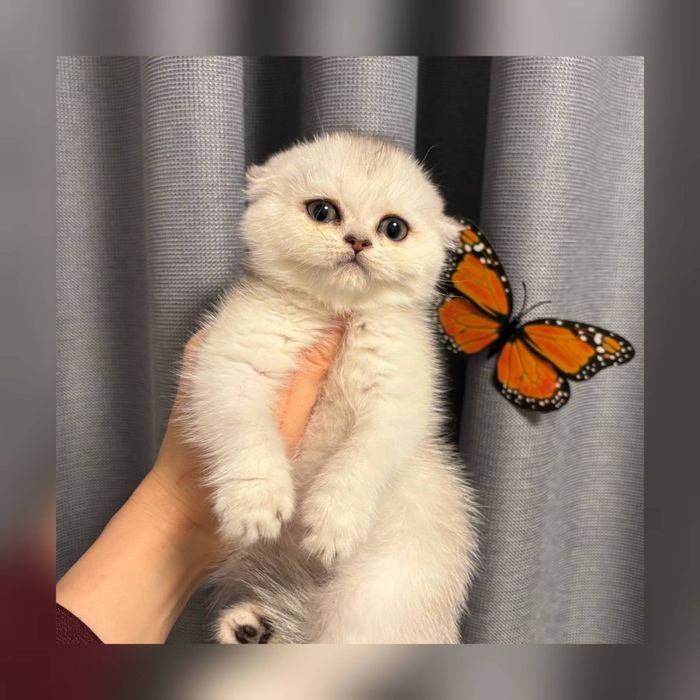 Продаются серебристые шиншиллы