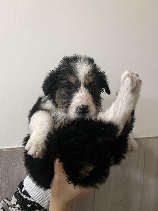 Щенок девочка 2-3 месяца, привезем сами