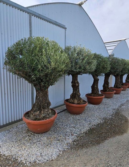Maslin secular olea europaea