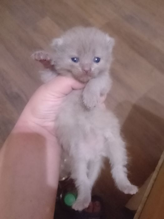 Продам бритаких котят