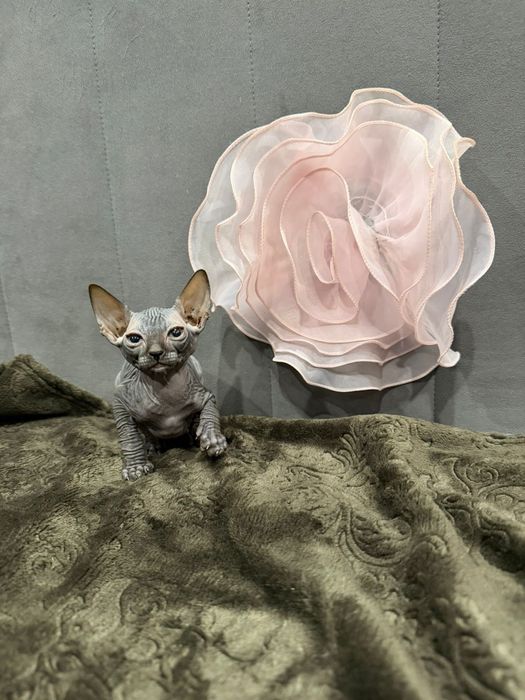 Очаровательные сфинксы