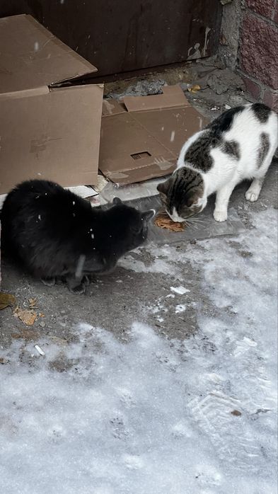 Отдадим в хорошие руки