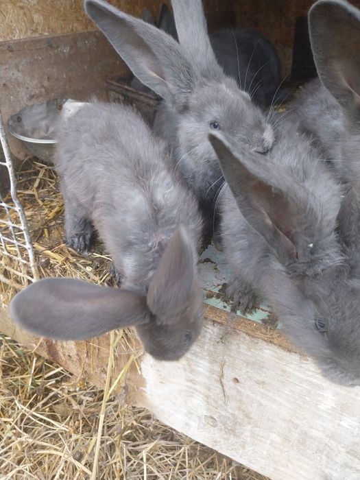 Vând iepuri uriaș albastru