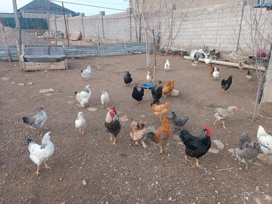 Домашний тауықтар бар