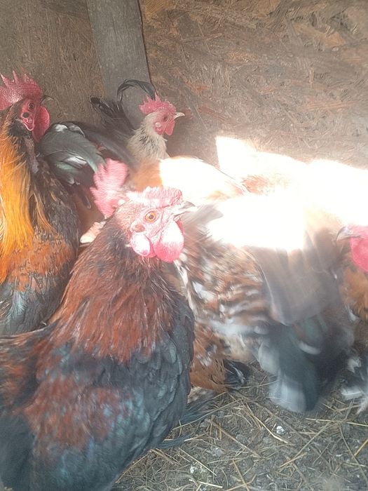 2 găinușe și 1 cocoș preț 200 lei.