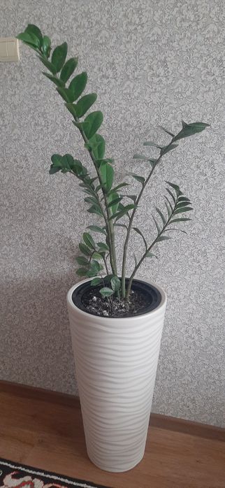 Продам комнатные цветы