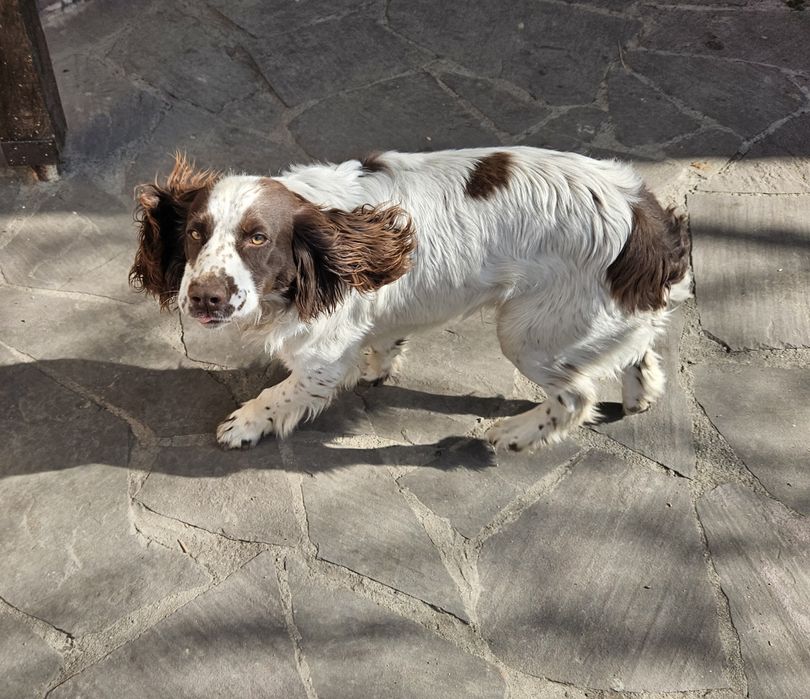 Продам щенка Спаниеля