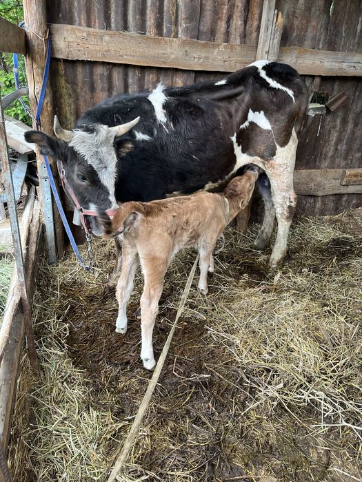 Продам корову с теленком