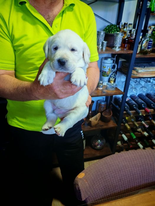 Băiețel Labrador Retriever cu pedigree TIP A FCI