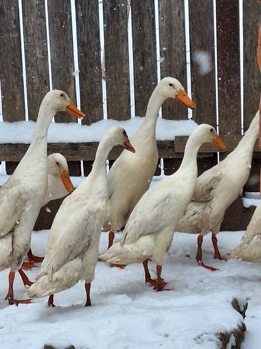 Ouă rațe indiene alergătoare linie Italia