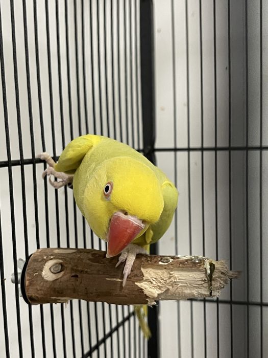 Femela Micul Alexandru