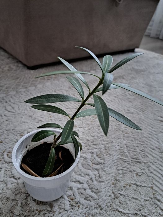 Продам отросток розового олеандра