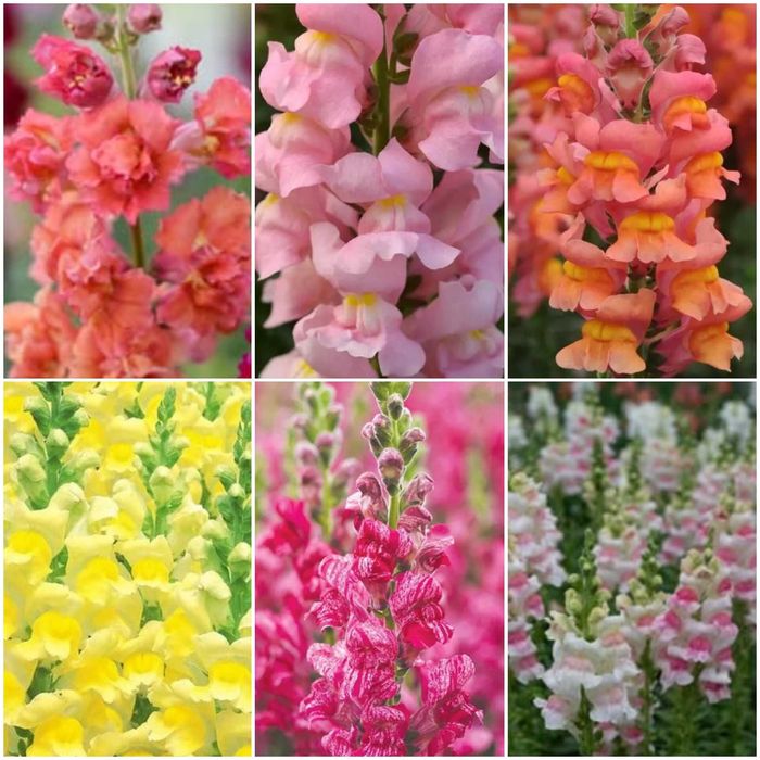 Семена сезонных цветов