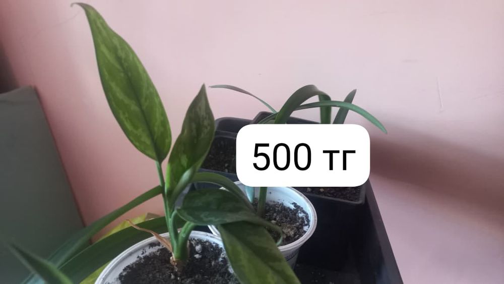 Продам комнатные цветы