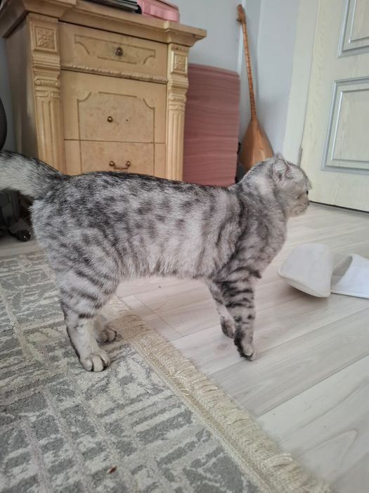Отдам даром кошку
