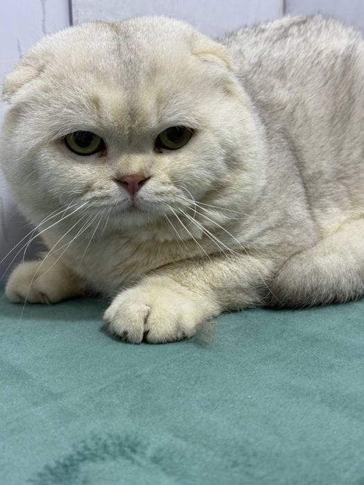 Вязка фолда серебро