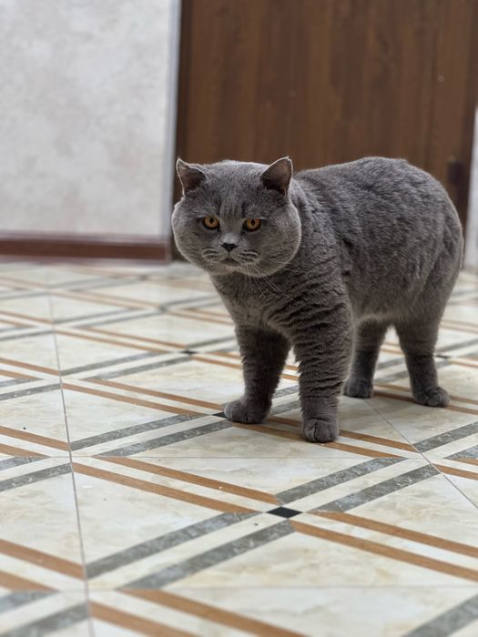 Вязка  британца