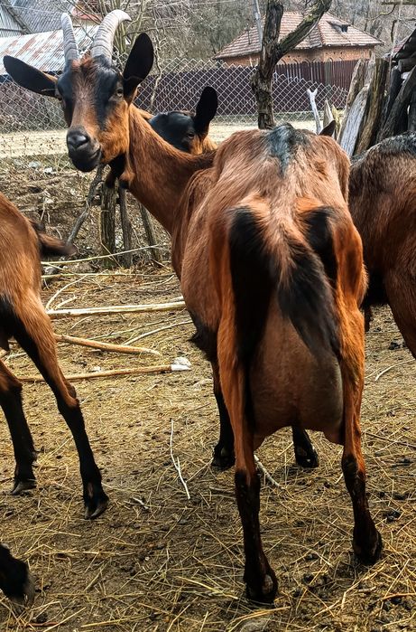 Iezi alpina franceza