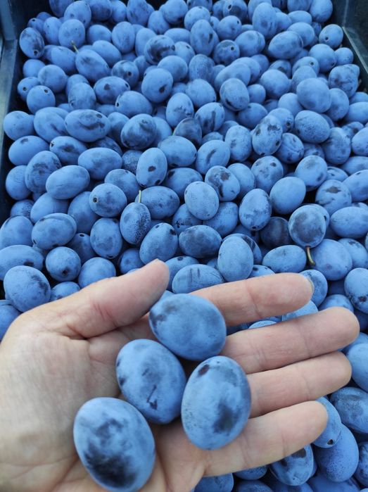 Prune Bistritene
