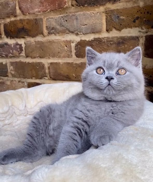 Britis Shorthair