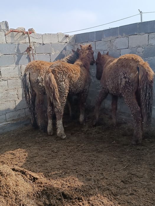 Продаю Лощади Жабағылар