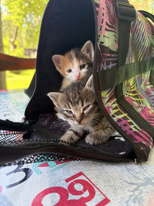 Котята девочки срочно ищут дом!
