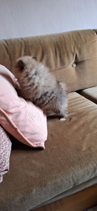 Мини мини Померан