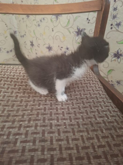 Котята котята бесплатно