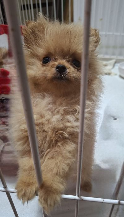 Шикарные девчули померанского шпица